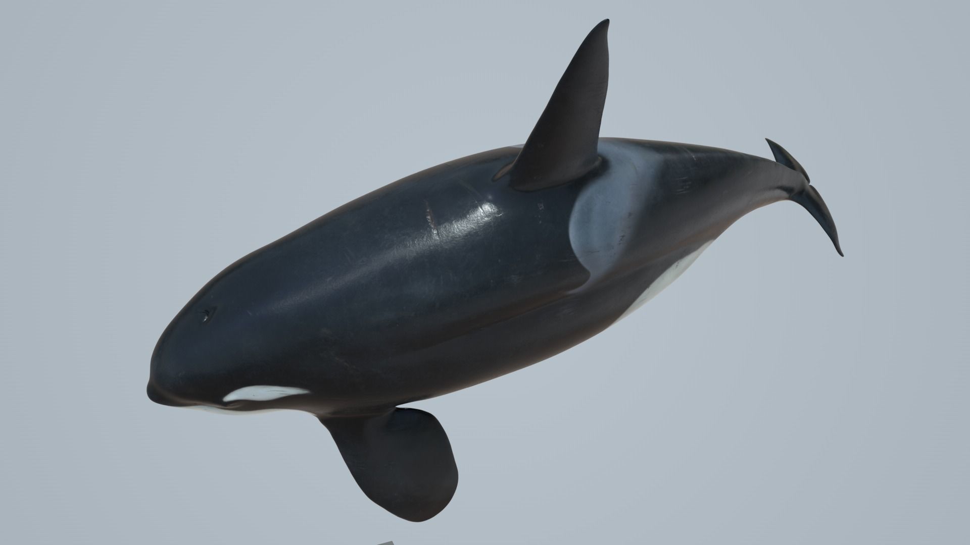 Killer whale rigged and animated for Cinema 4d Low-poly 3D model_8