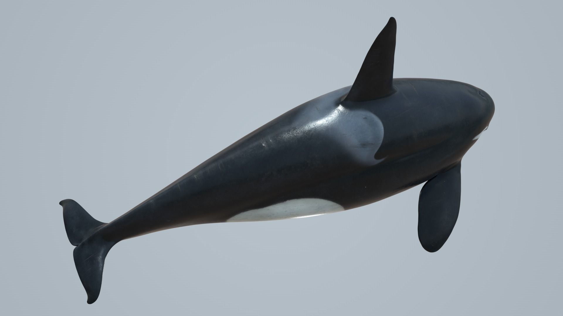 Killer whale rigged and animated for Cinema 4d Low-poly 3D model_13