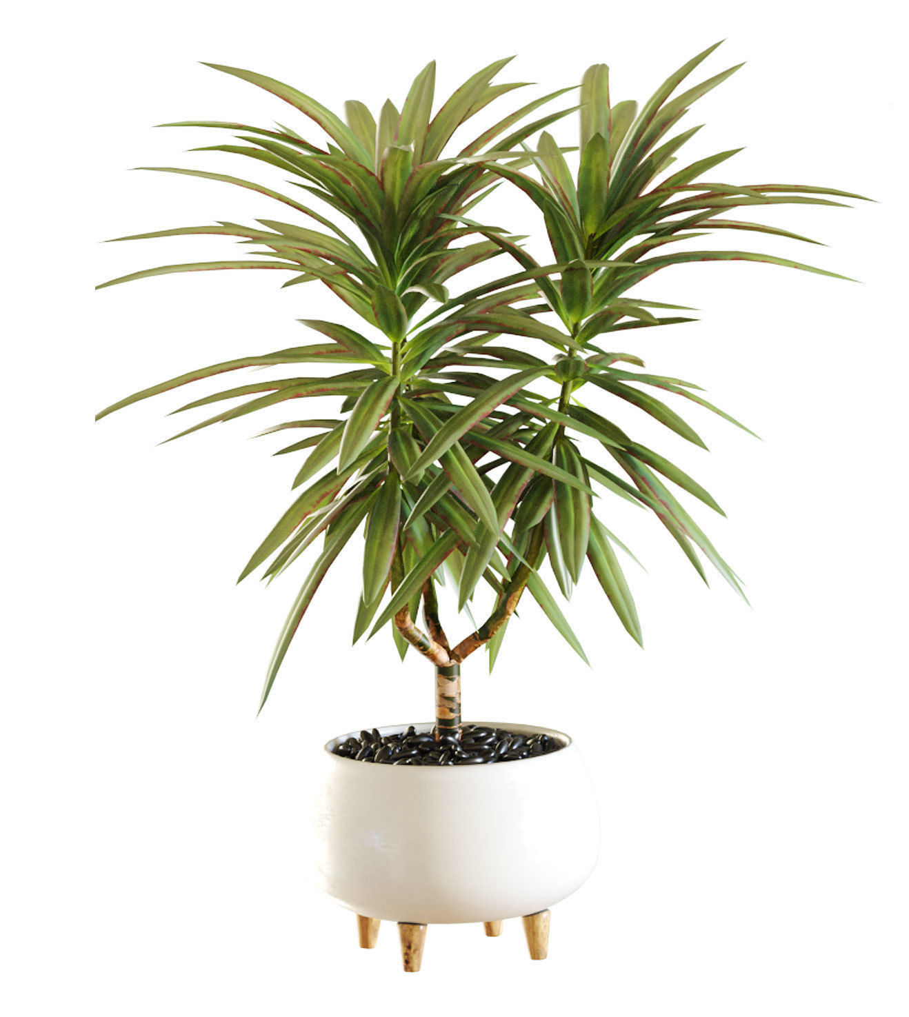Collection of plants in different pots - Dracaena - 5 models 3D model_1