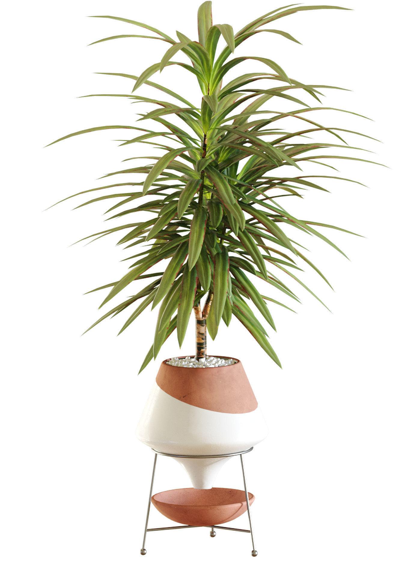Collection of plants in different pots - Dracaena - 5 models 3D model_3
