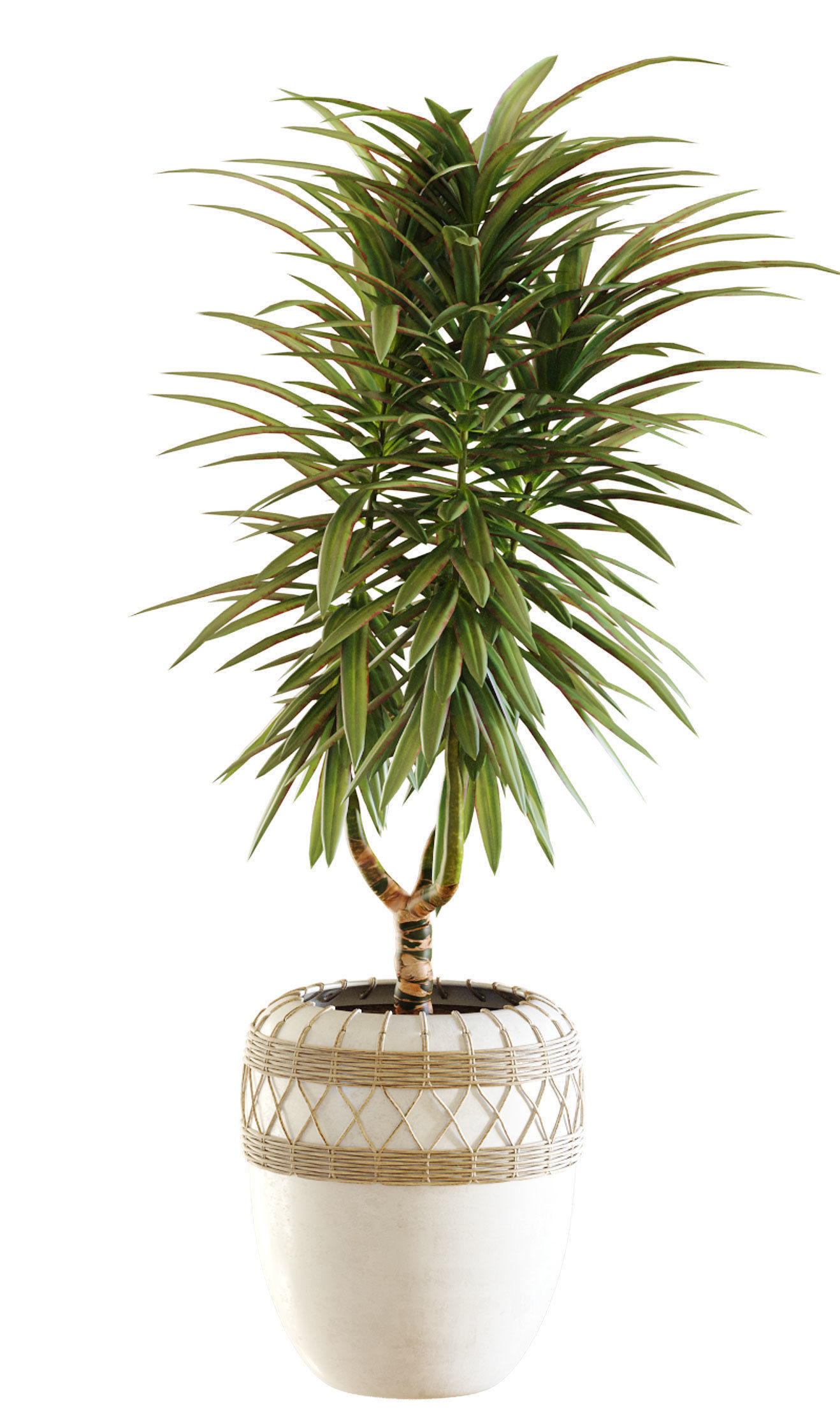 Collection of plants in different pots - Dracaena - 5 models 3D model_5