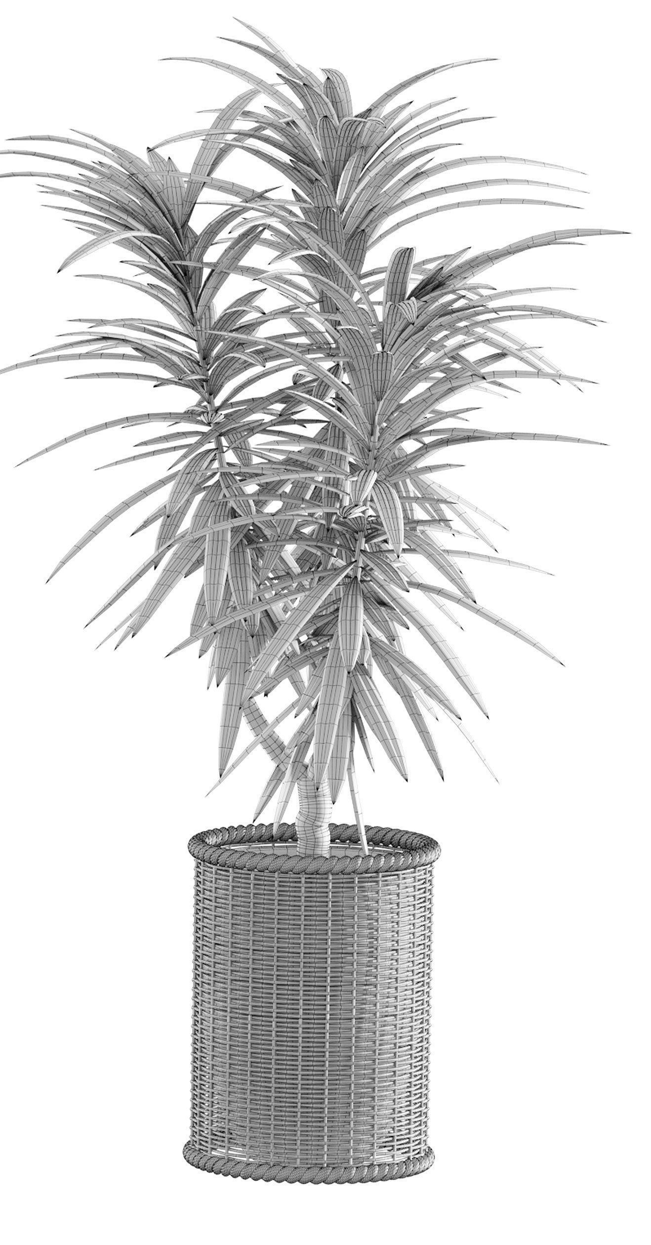 Collection of plants in different pots - Dracaena - 5 models 3D model_10