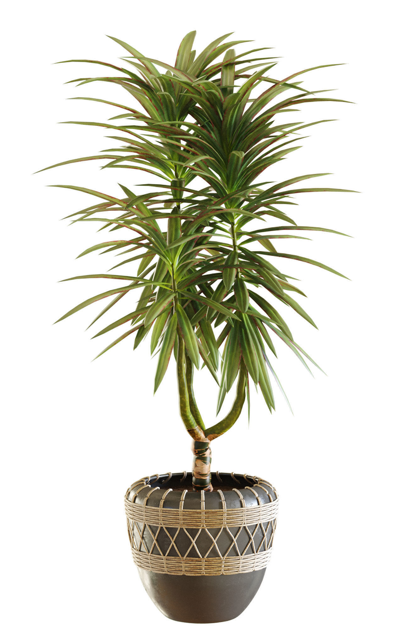 Collection of plants in different pots - Dracaena - 5 models 3D model_7