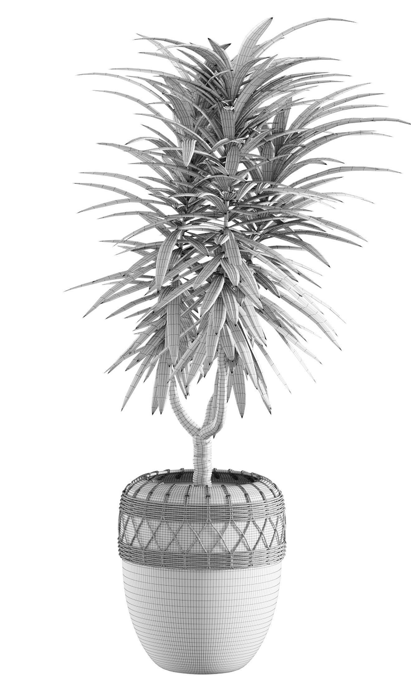 Collection of plants in different pots - Dracaena - 5 models 3D model_6