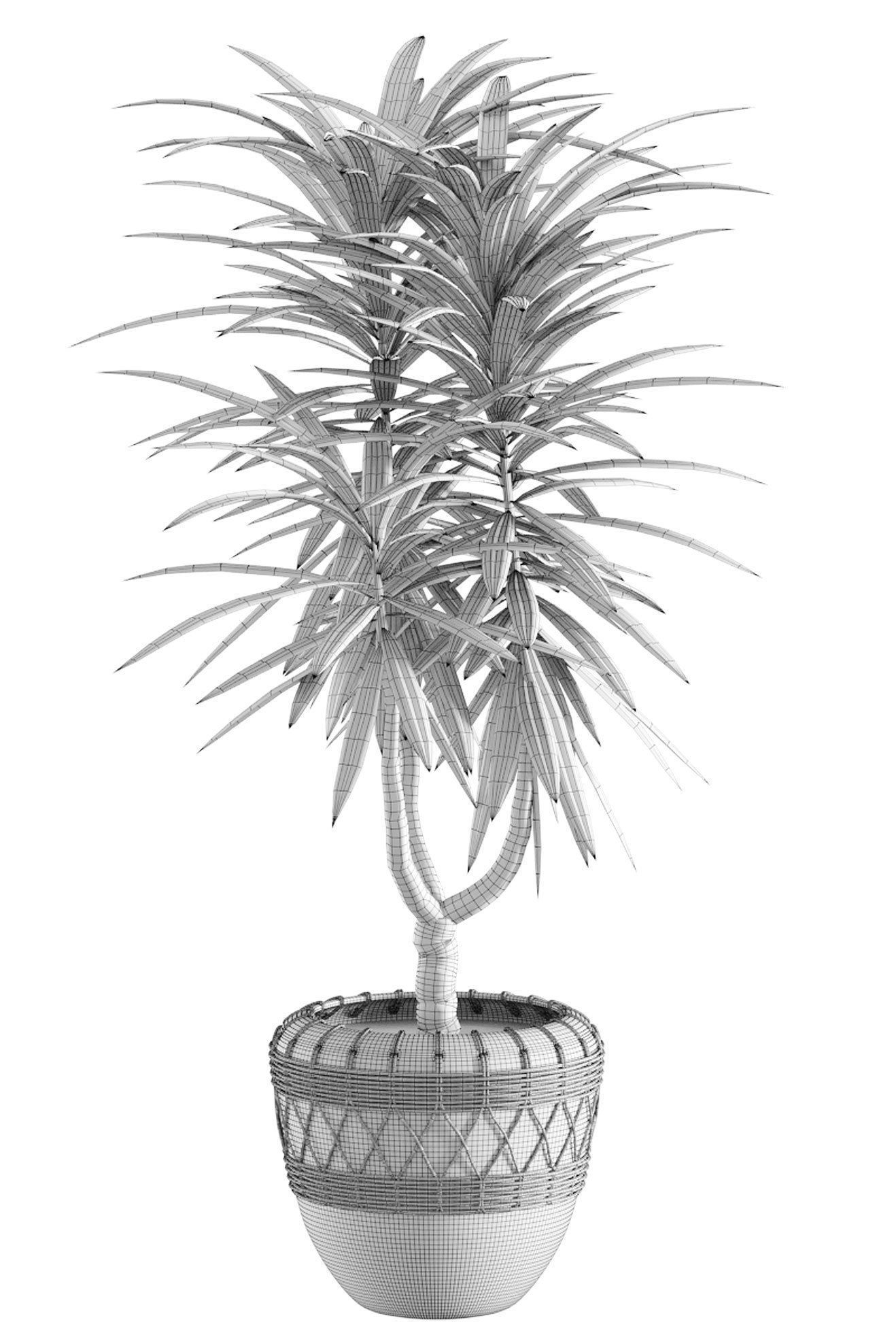 Collection of plants in different pots - Dracaena - 5 models 3D model_8