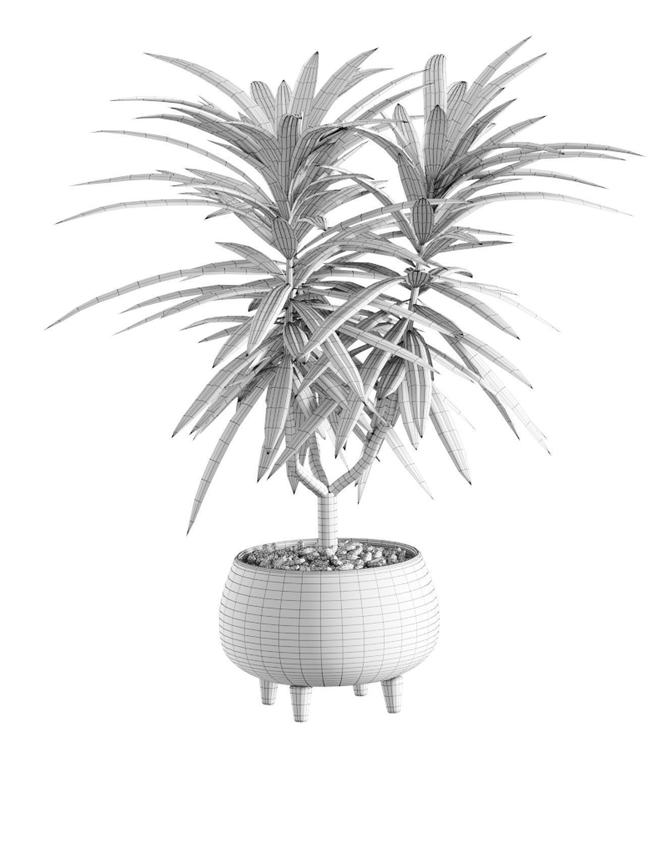 Collection of plants in different pots - Dracaena - 5 models 3D model_2