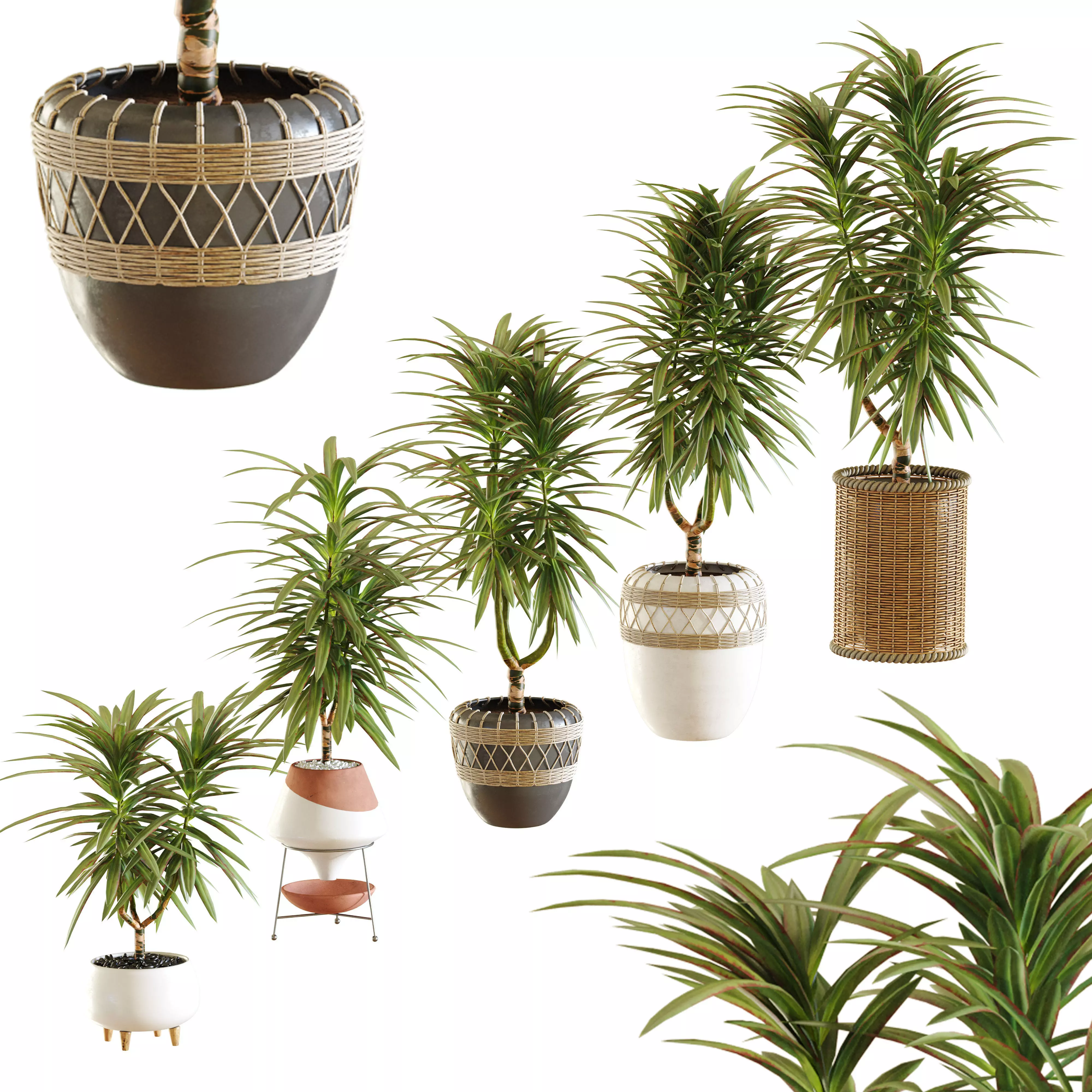 Collection of plants in different pots - Dracaena - 5 models 3D model_0