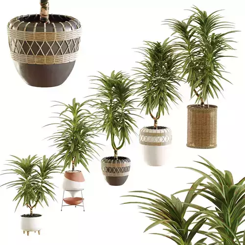  Collection of plants in different pots - Dracaena - 5 models