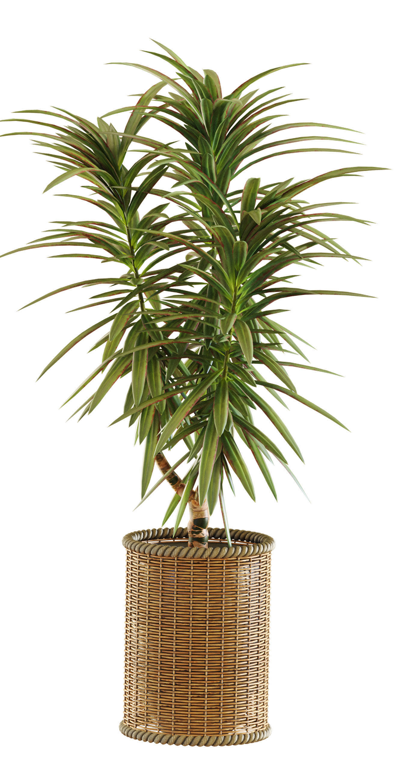 Collection of plants in different pots - Dracaena - 5 models 3D model_9