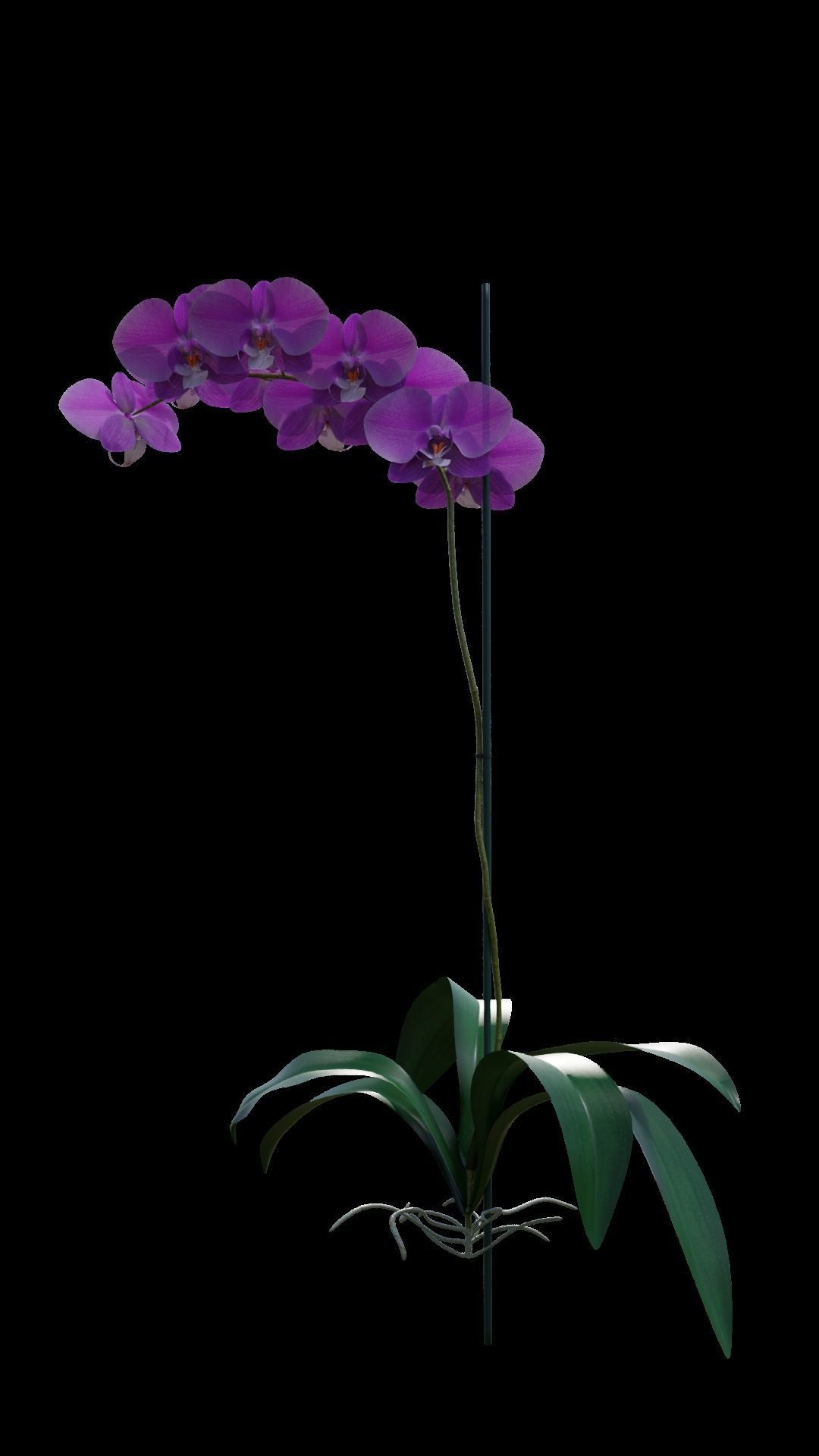 Orchid flower 3D model_1