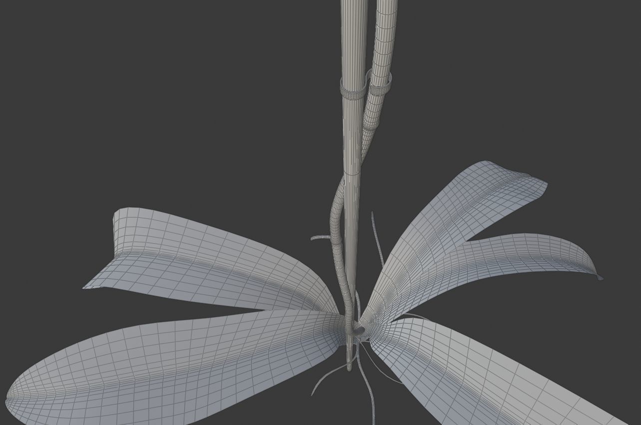 Orchid flower 3D model_4