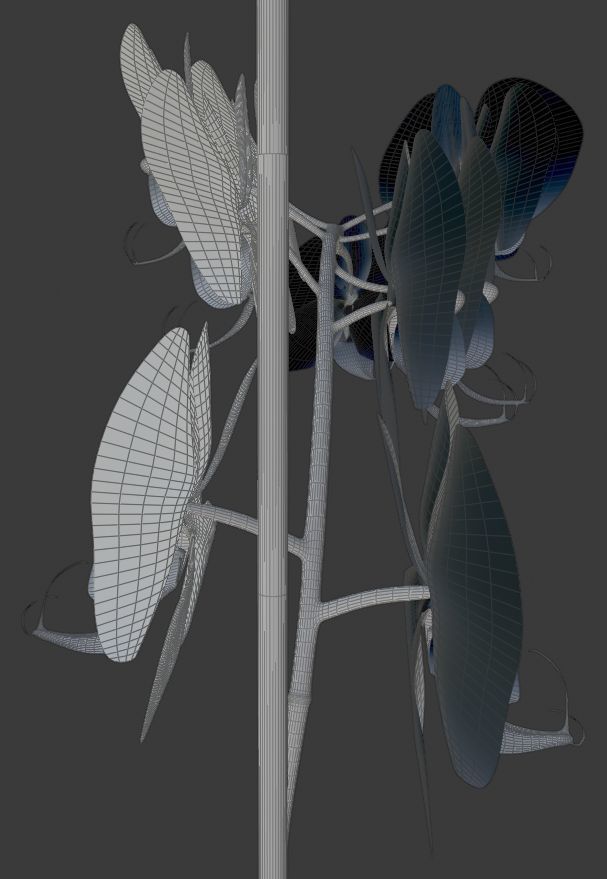 Orchid flower 3D model_6