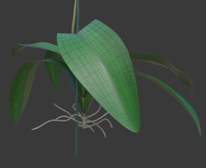 Orchid flower 3D model_8