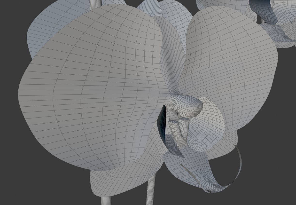 Orchid flower 3D model_5