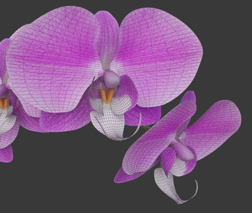 Orchid flower 3D model_7