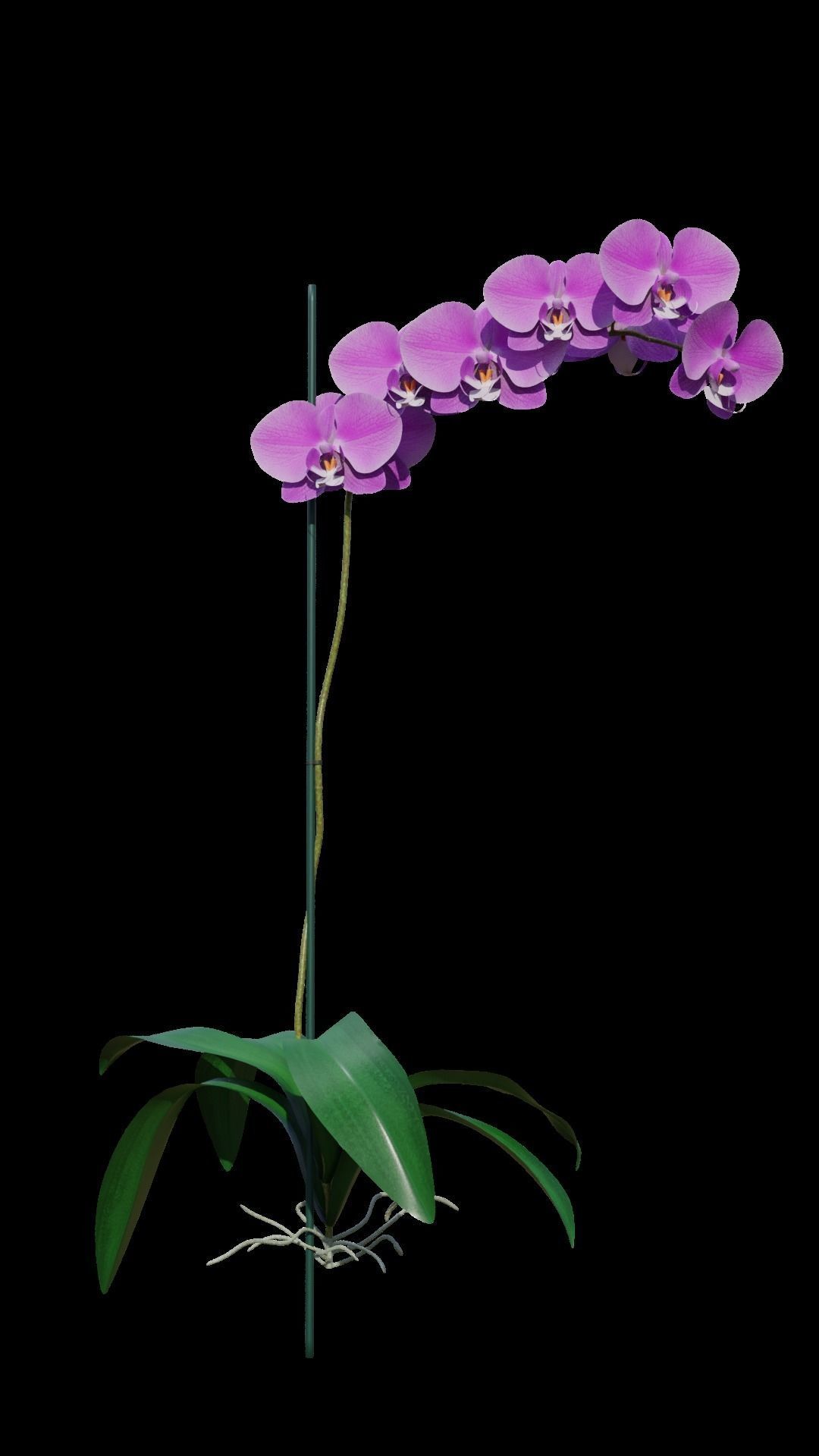 Orchid flower 3D model_2