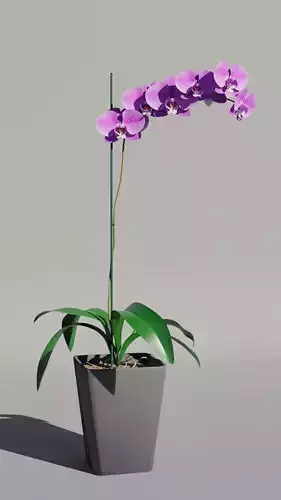 Orchid flower 3D model