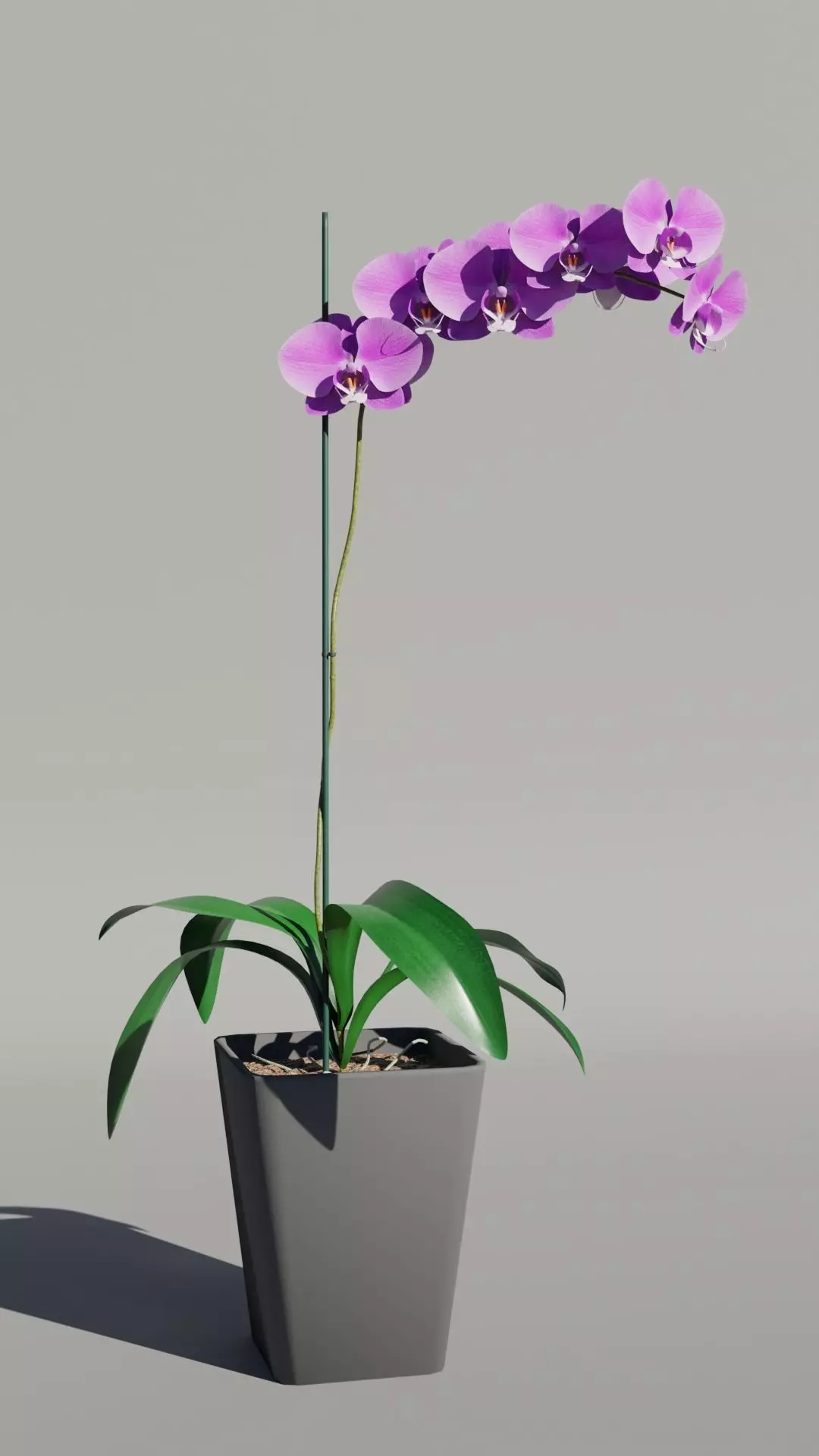 Orchid flower 3D model_0
