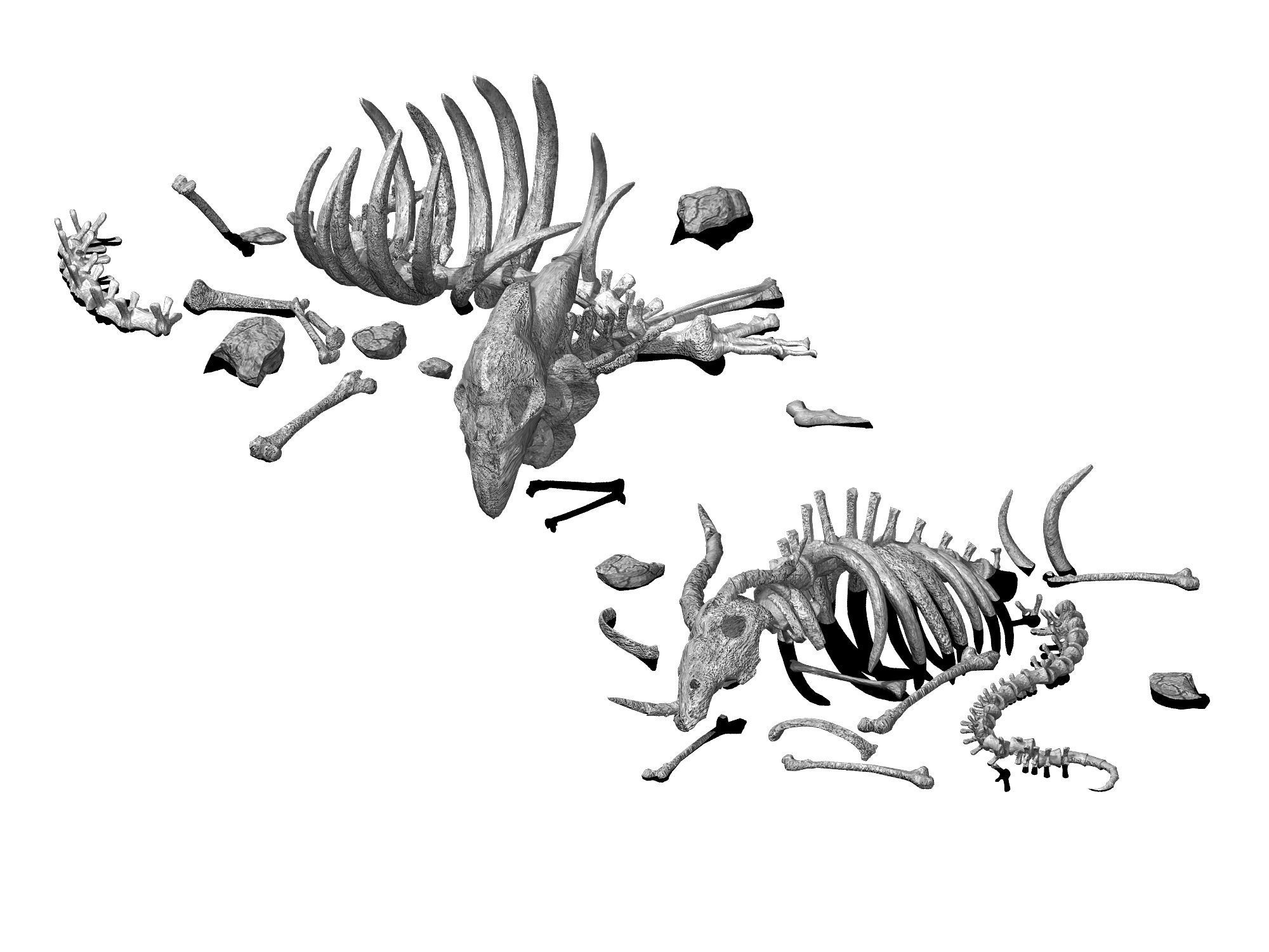 Sea bottom - animal wreckage 06 3D model_2