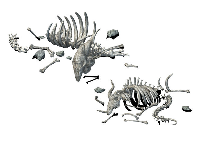Sea bottom - animal wreckage 06 3D model