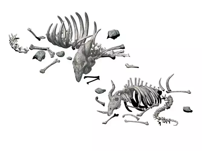 Sea bottom - animal wreckage 06