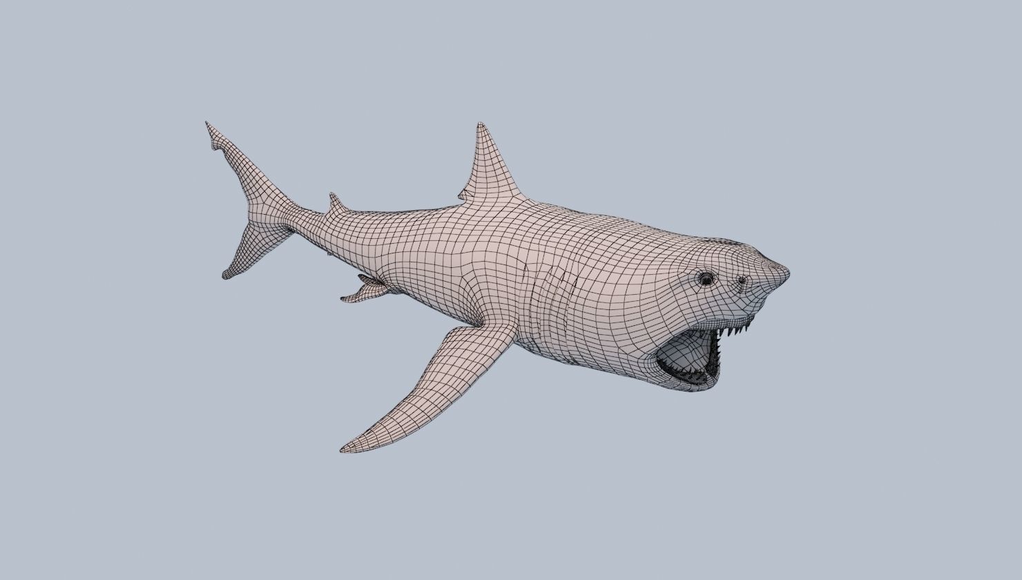 Great White Shark Low-poly 3D model_13