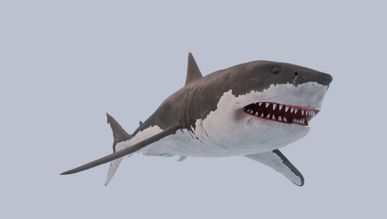 Great White Shark Low-poly 3D model_2