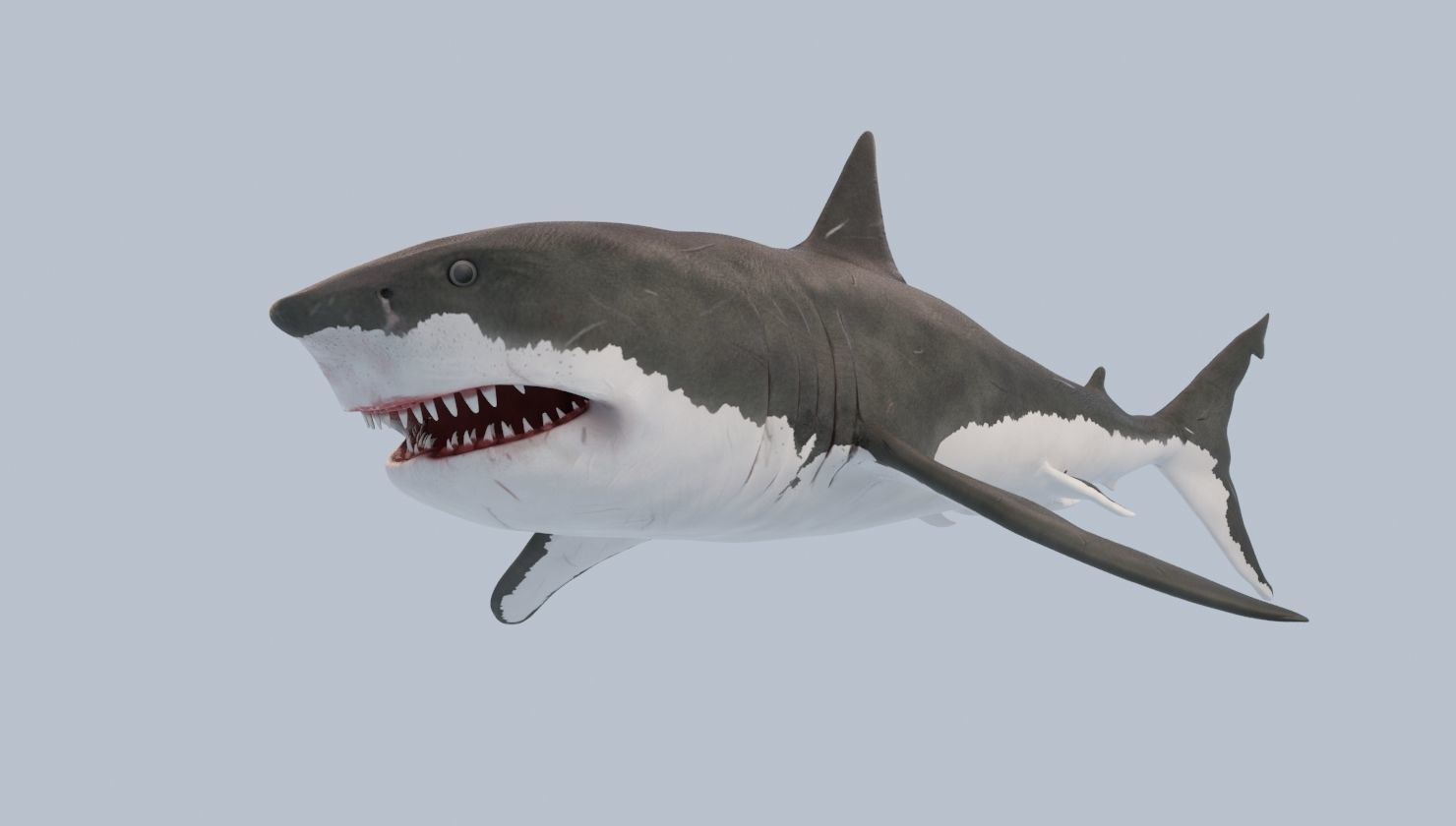 Great White Shark Low-poly 3D model_5