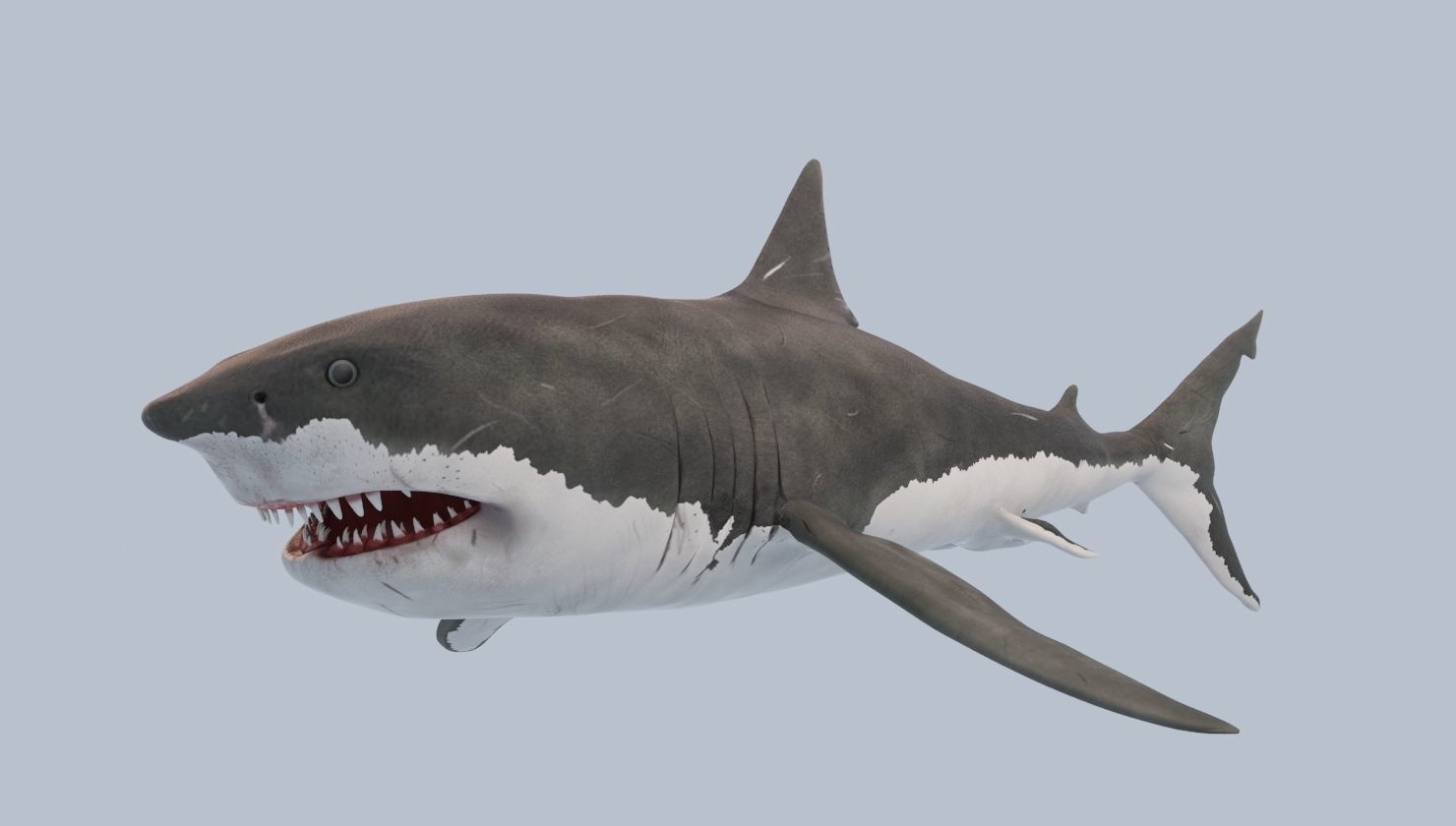 Great White Shark Low-poly 3D model_1