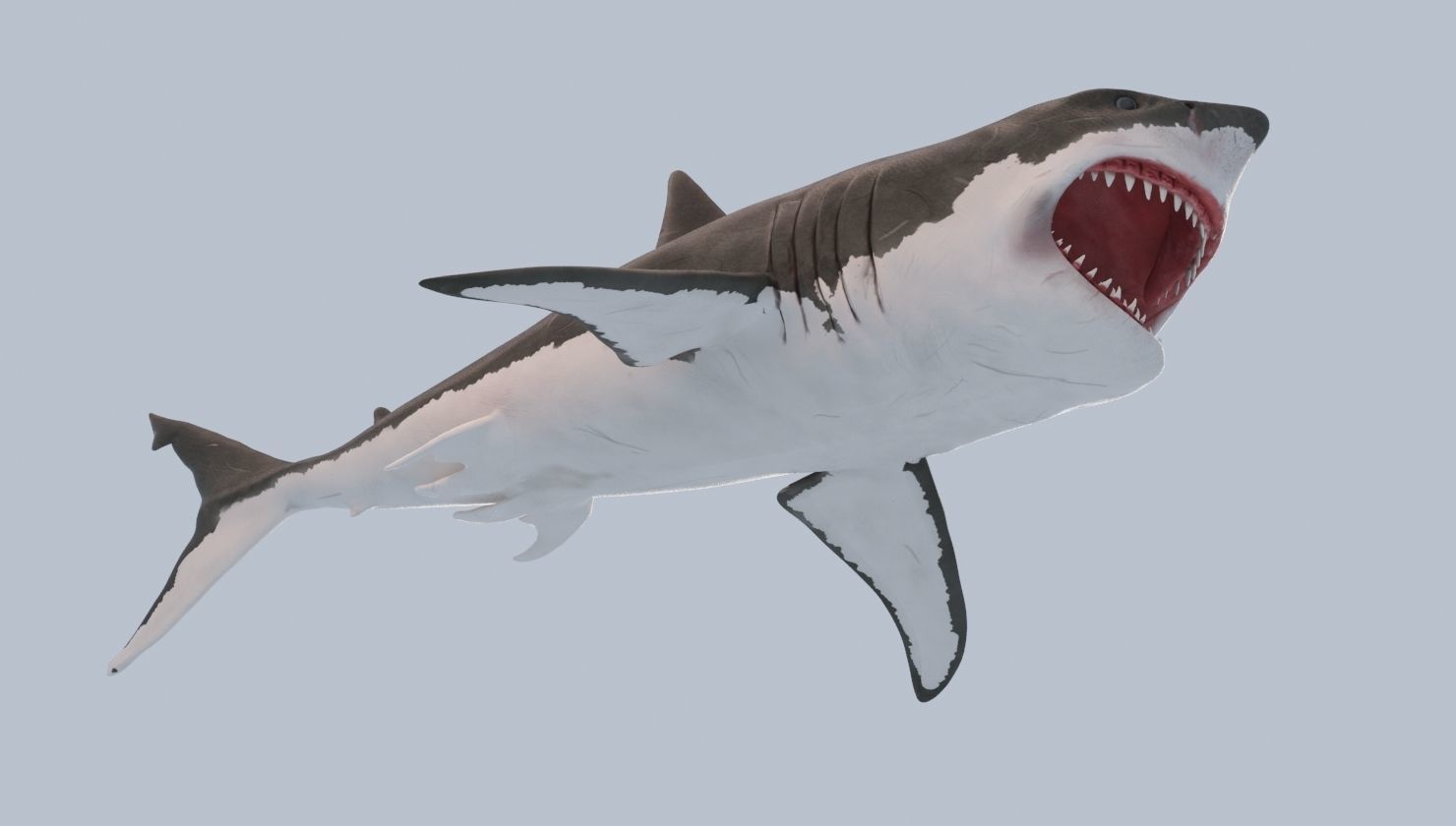 Great White Shark Low-poly 3D model_8