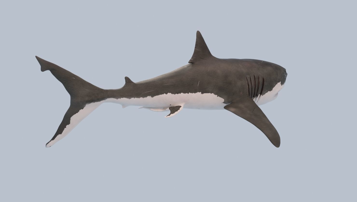 Great White Shark Low-poly 3D model_3