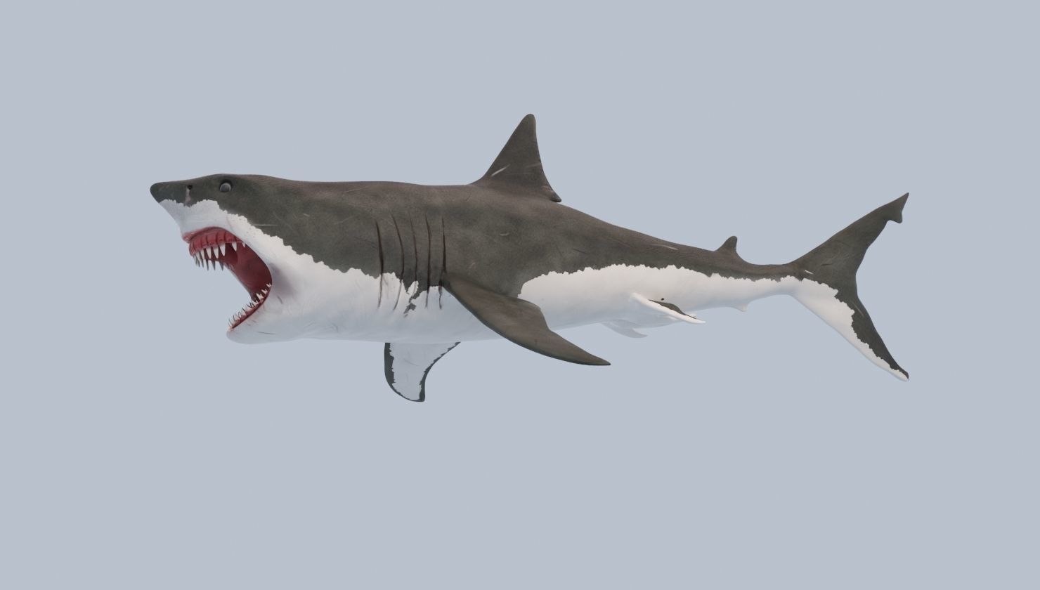 Great White Shark Low-poly 3D model_7