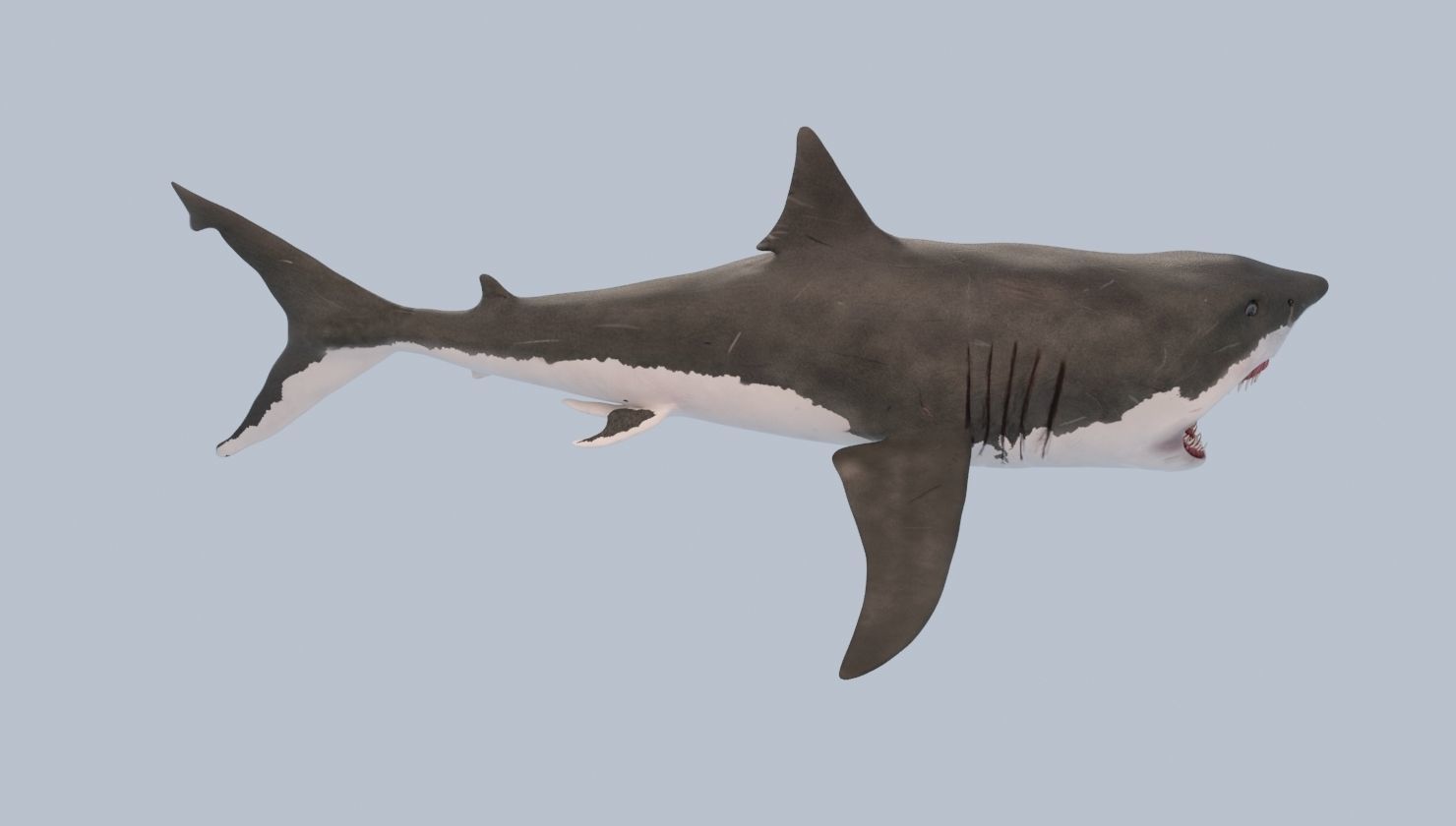 Great White Shark Low-poly 3D model_9