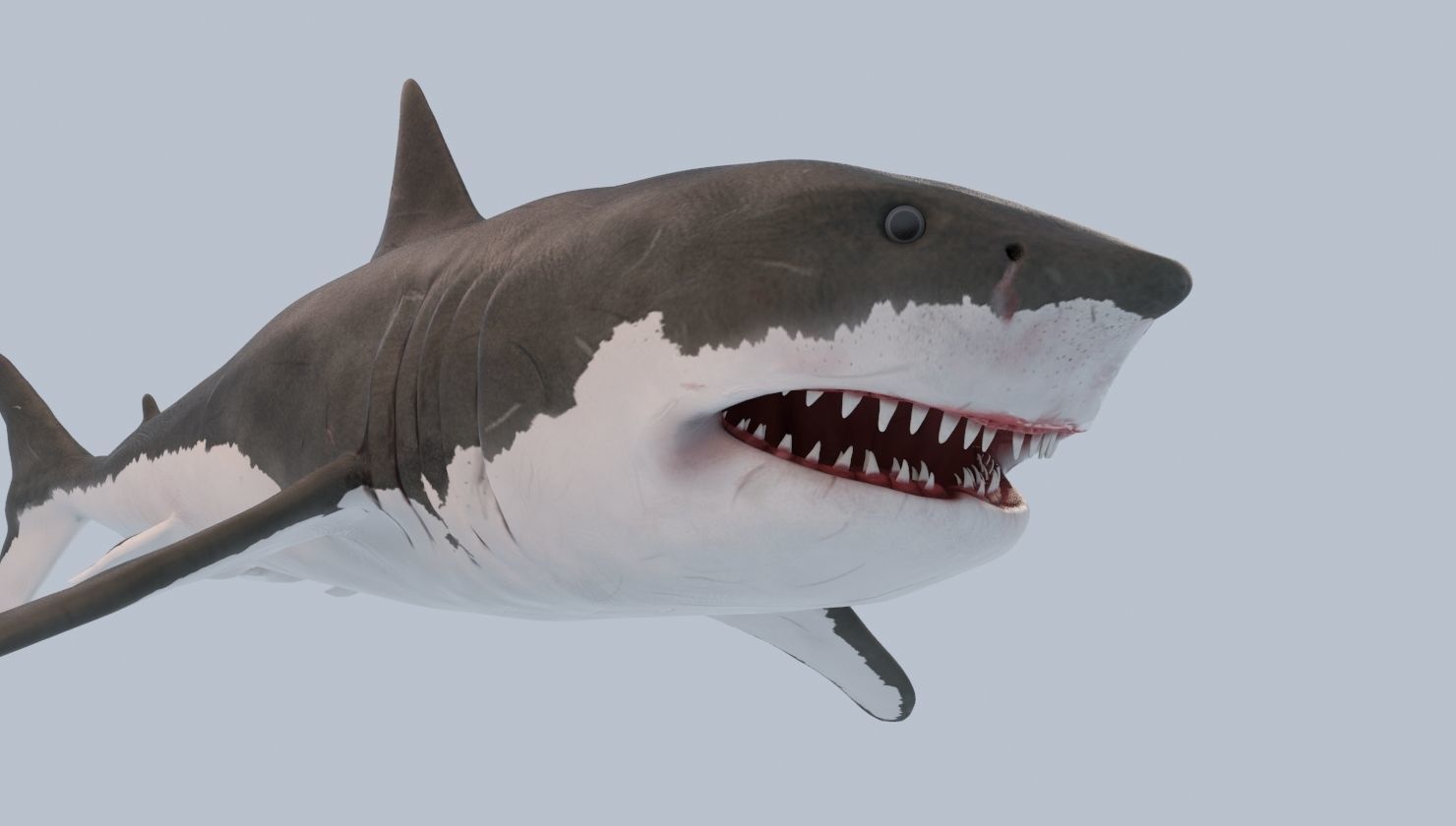 Great White Shark Low-poly 3D model_4