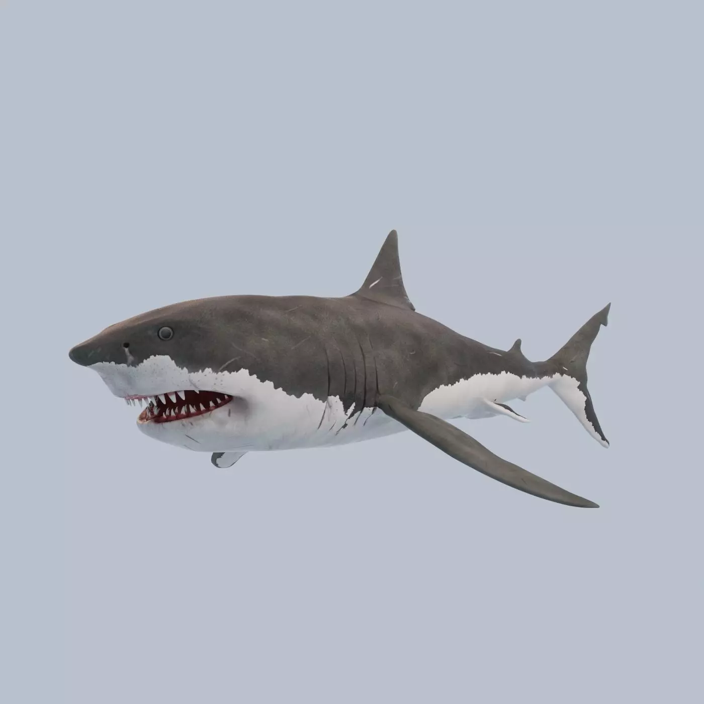 Great White Shark Low-poly 3D model_0