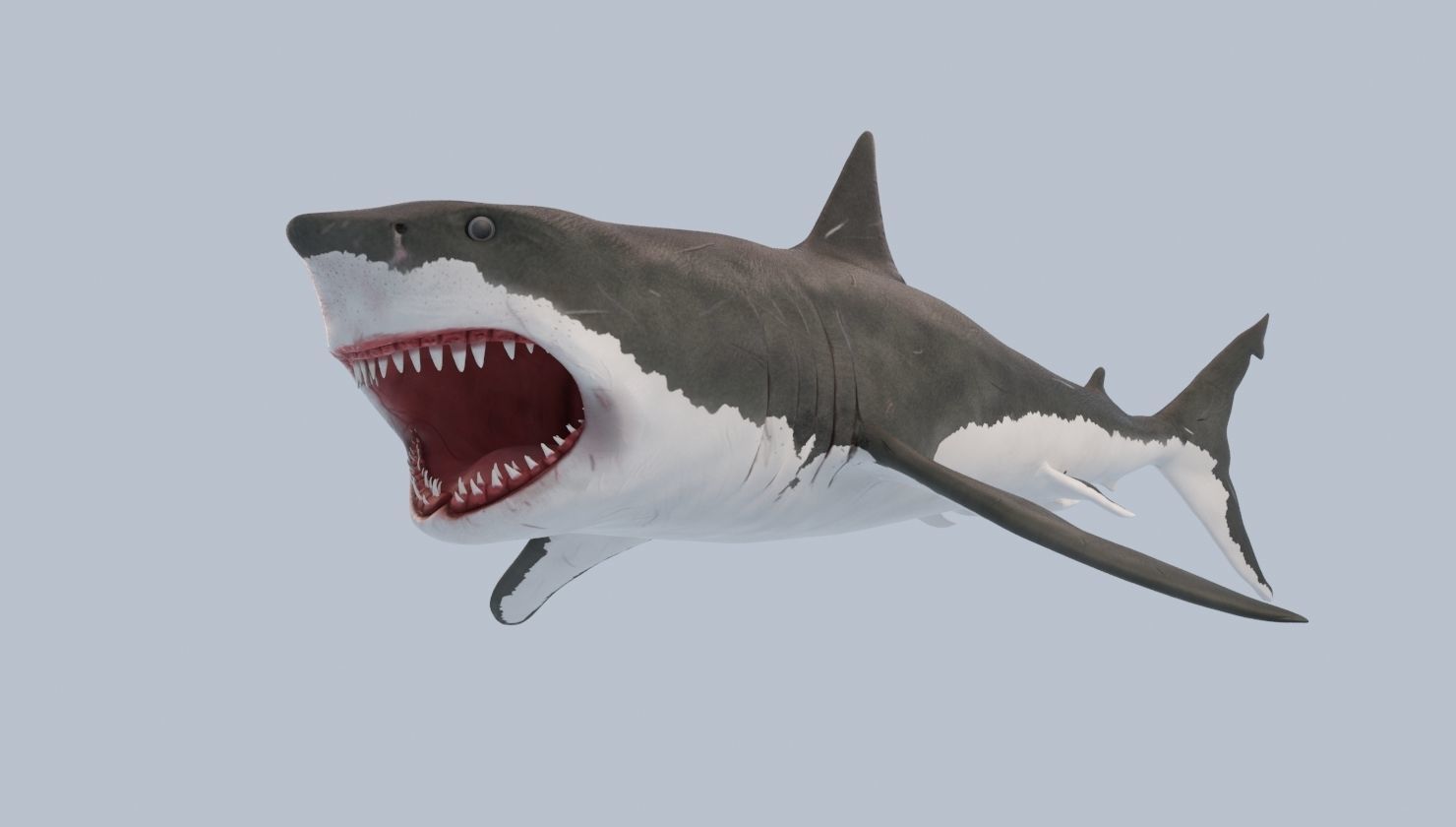 Great White Shark Low-poly 3D model_6