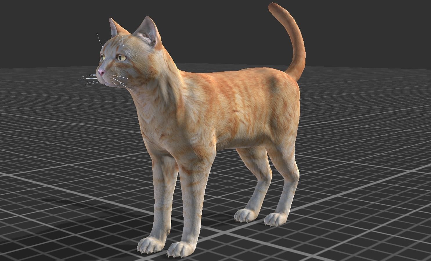 Cat pack 1 Low-poly 3D model_10