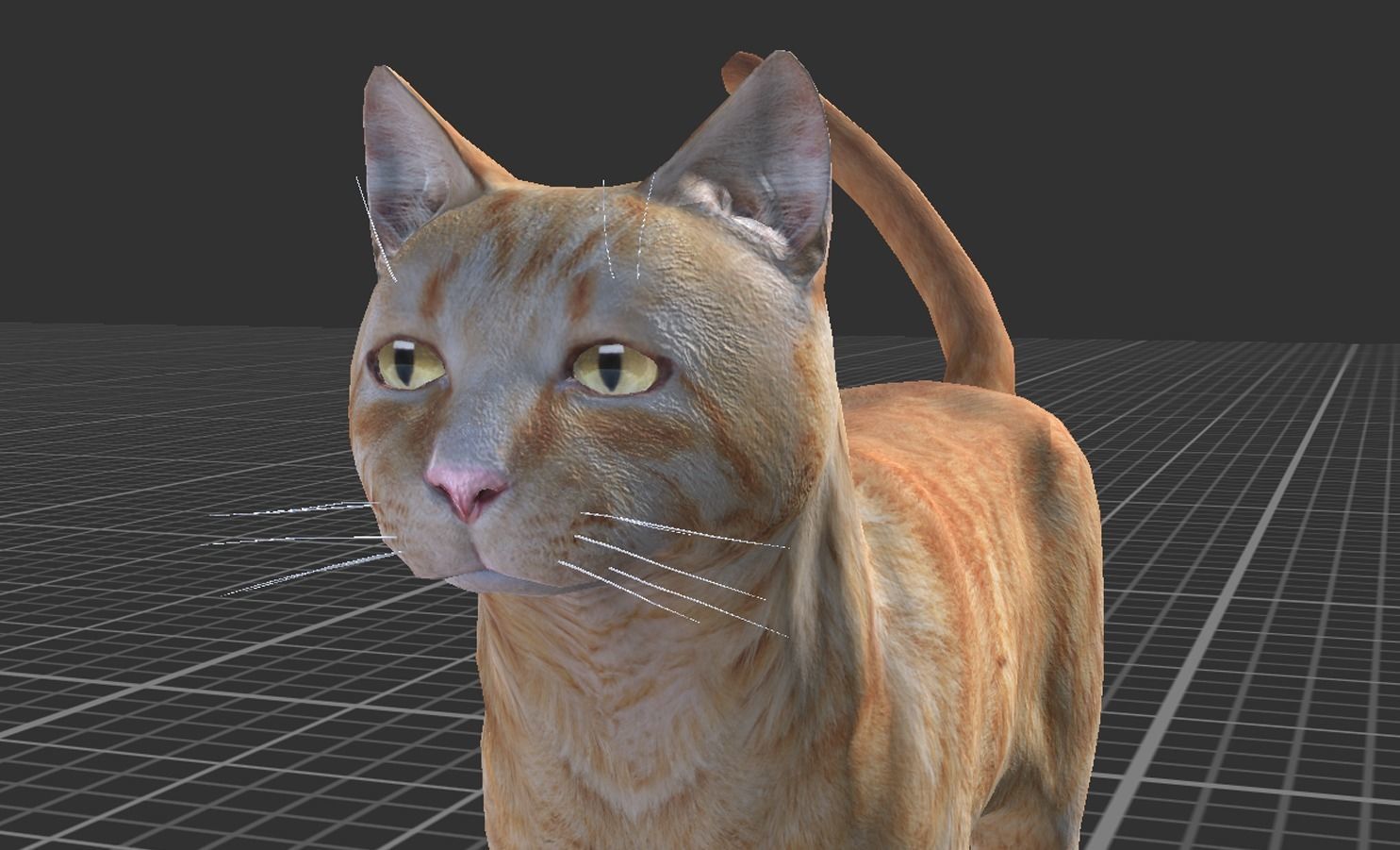 Cat pack 1 Low-poly 3D model_11