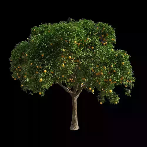 Orange Tree 2