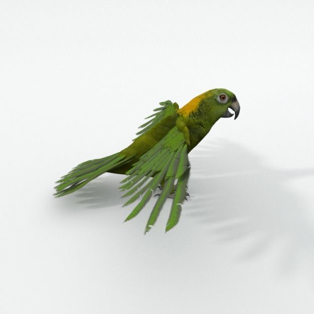 Green Parrot Low-poly 3D model_3