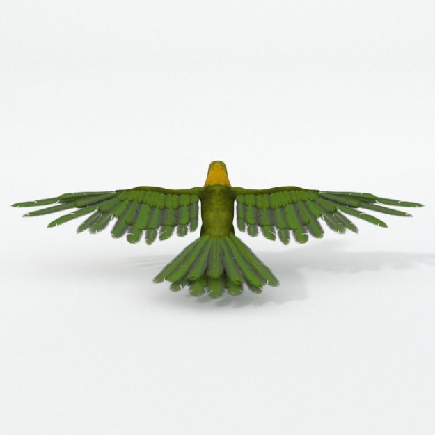 Green Parrot Low-poly 3D model_1