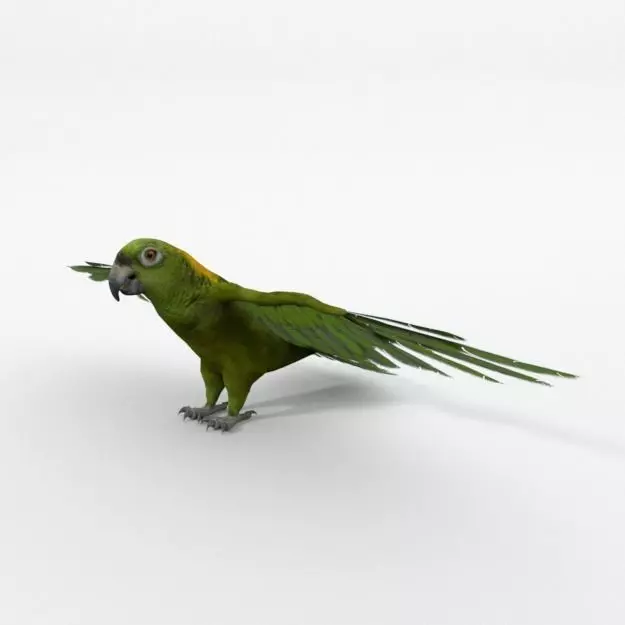 Green Parrot Low-poly 3D model_0