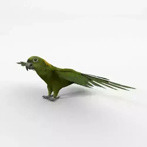 Green Parrot Low-poly 3D model