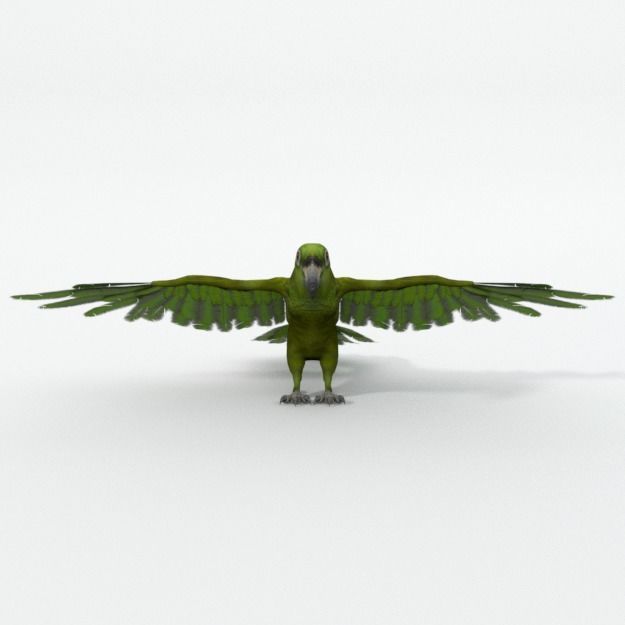 Green Parrot Low-poly 3D model_2