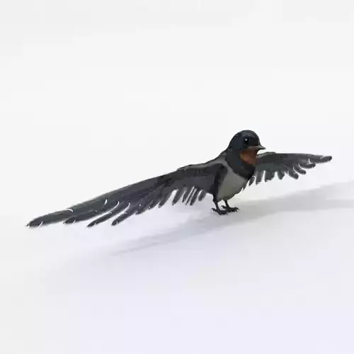 Barn Swallow