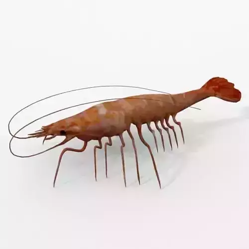 Red Prawns Low-poly 3D model