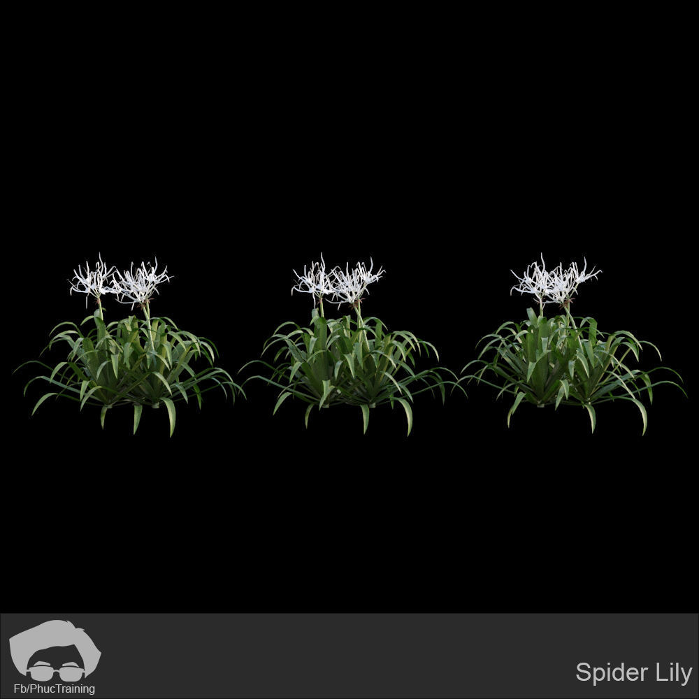 Australian Bush and Grass kit 1 3D model_23