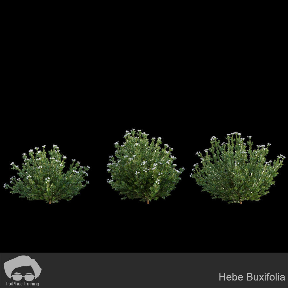 Australian Bush and Grass kit 1 3D model_11