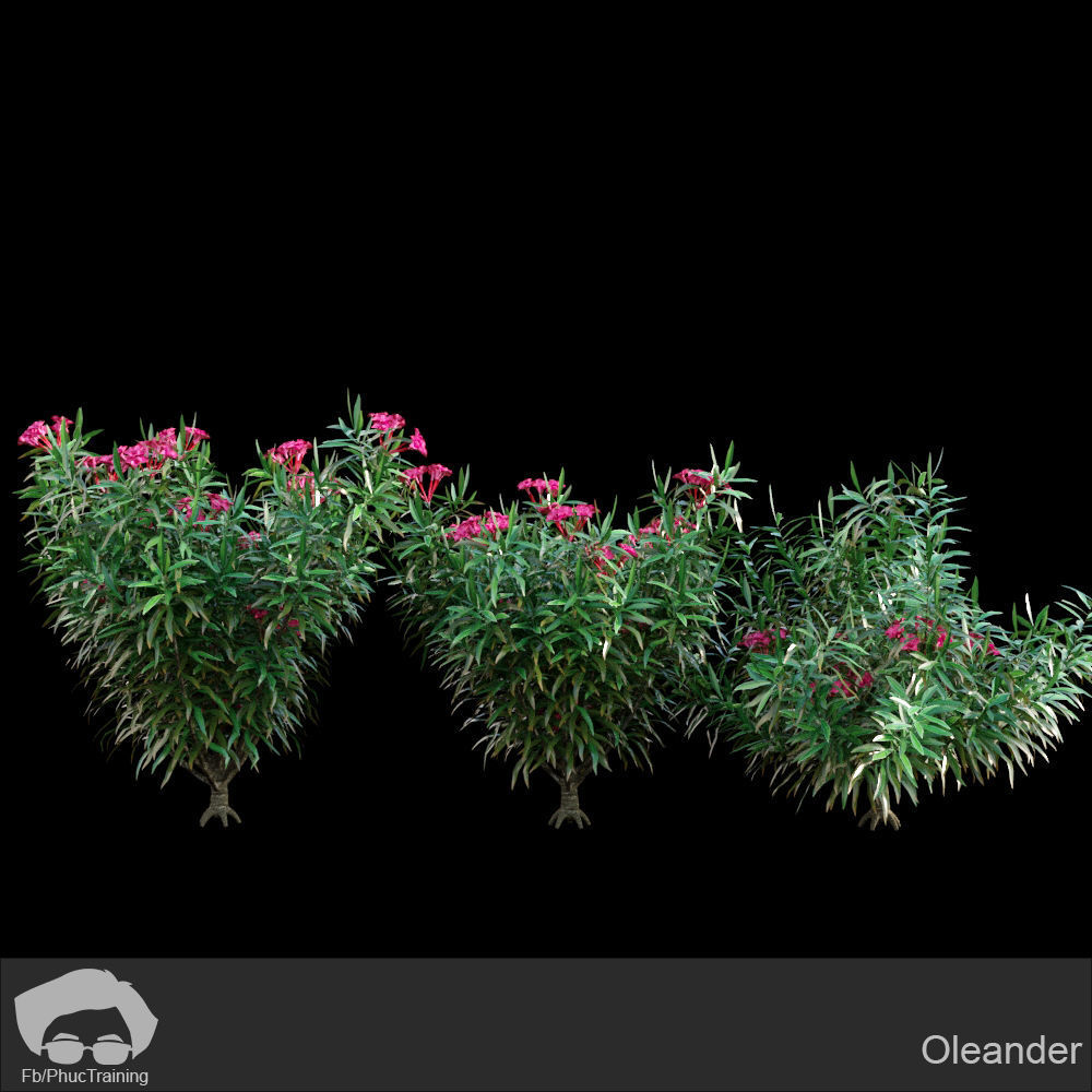 Australian Bush and Grass kit 1 3D model_19