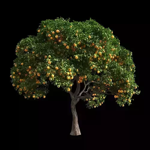Orange Tree 4